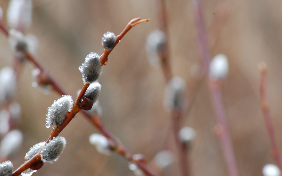 Terveiset keväältä